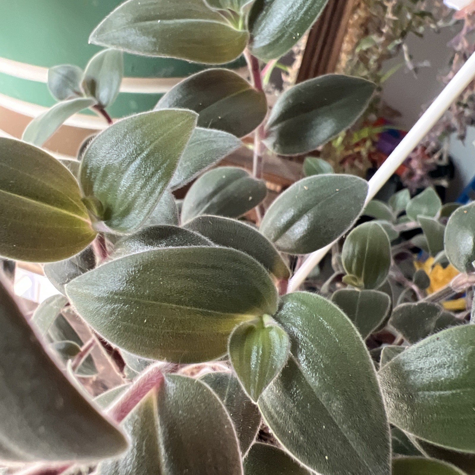 No Root Plant cuttings 13 Different Types Wandering Jew
