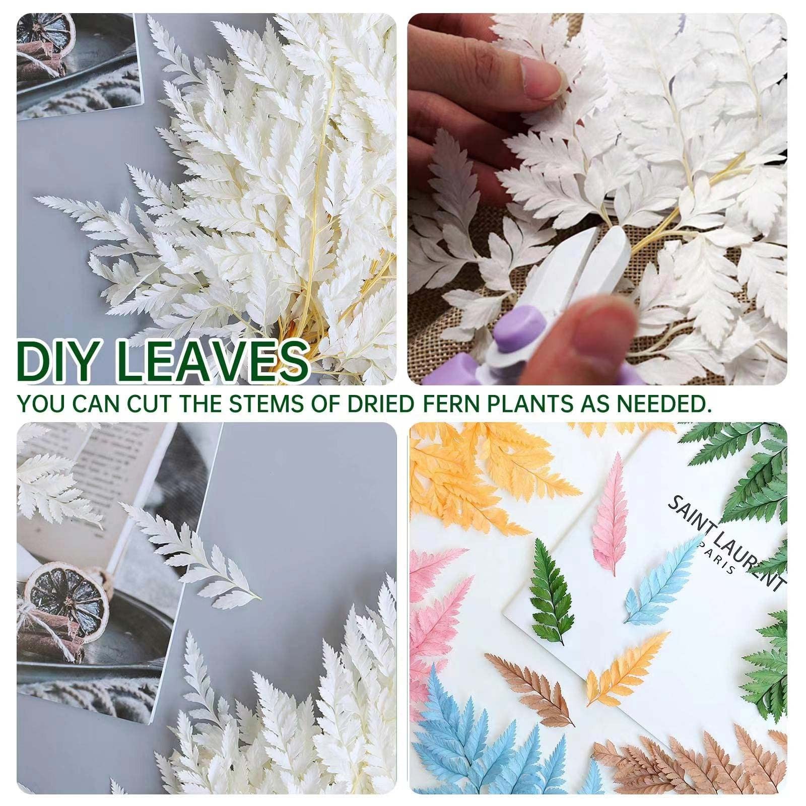 Fern Preserved White Ferns, 10 PCS Dried Boston Fern with Stems, 15” Real Le…