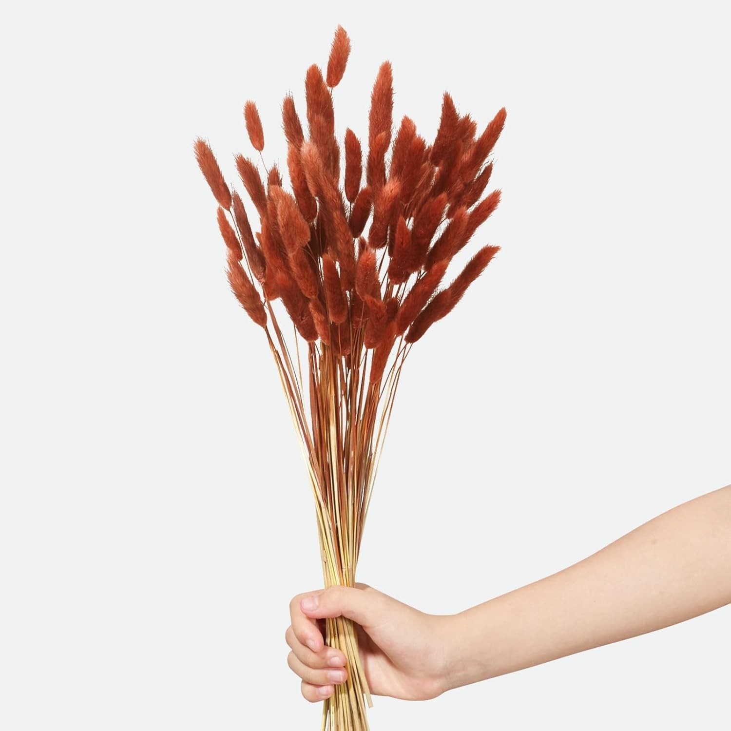 120pcs Bunny Tails Grass Burnt Orange Dried Flowers Plant Boho Pampas Grass 1…