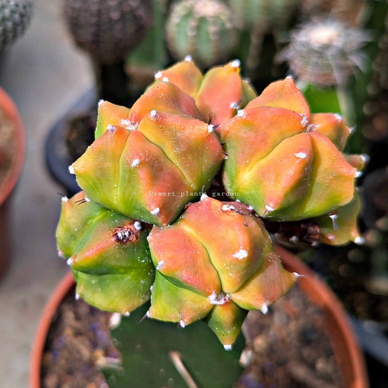 Astrophytum myriostigma kohyo 25Seeds