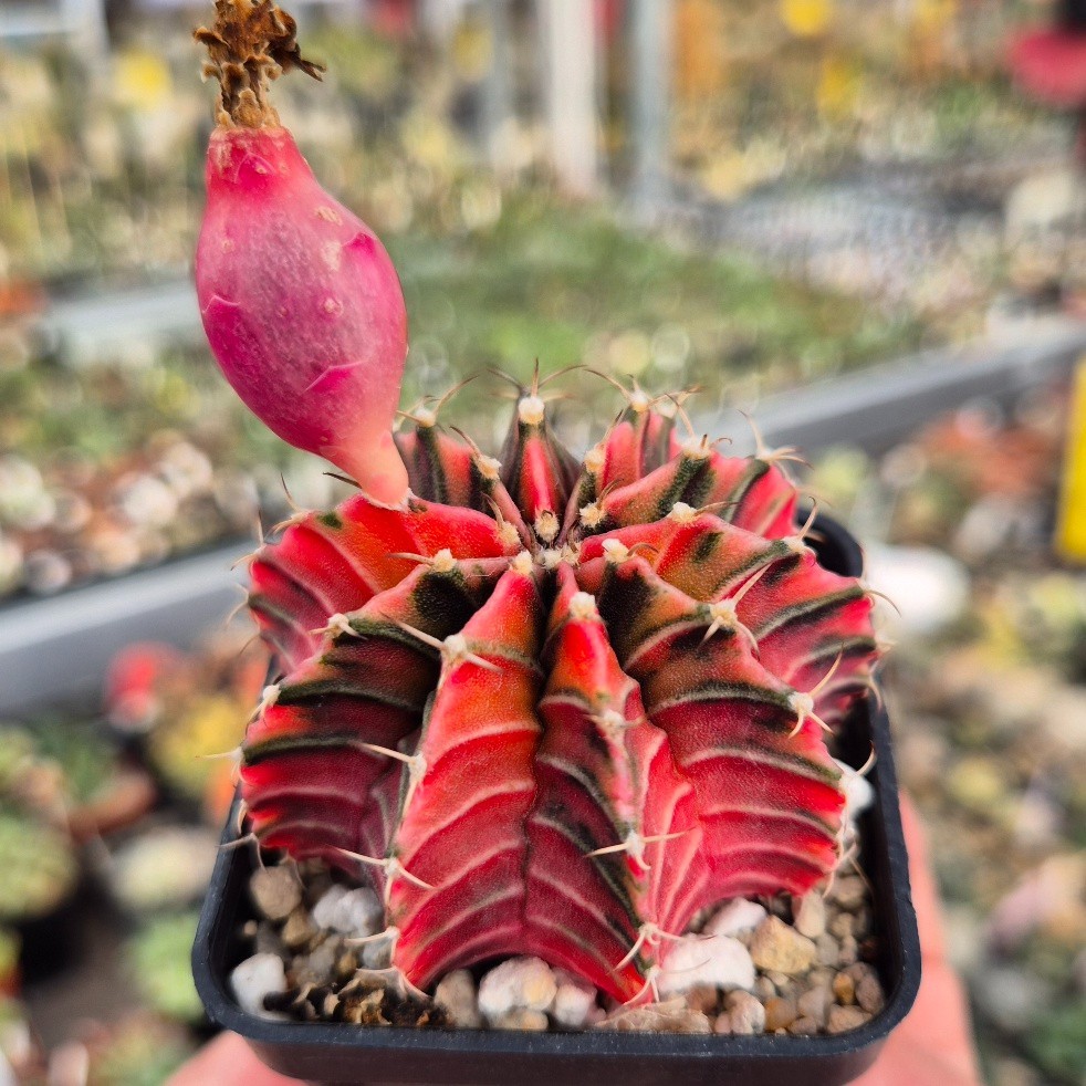 Gymnocalycium friedrichii LB f.variegata VVG5 20seeds harvest 2025