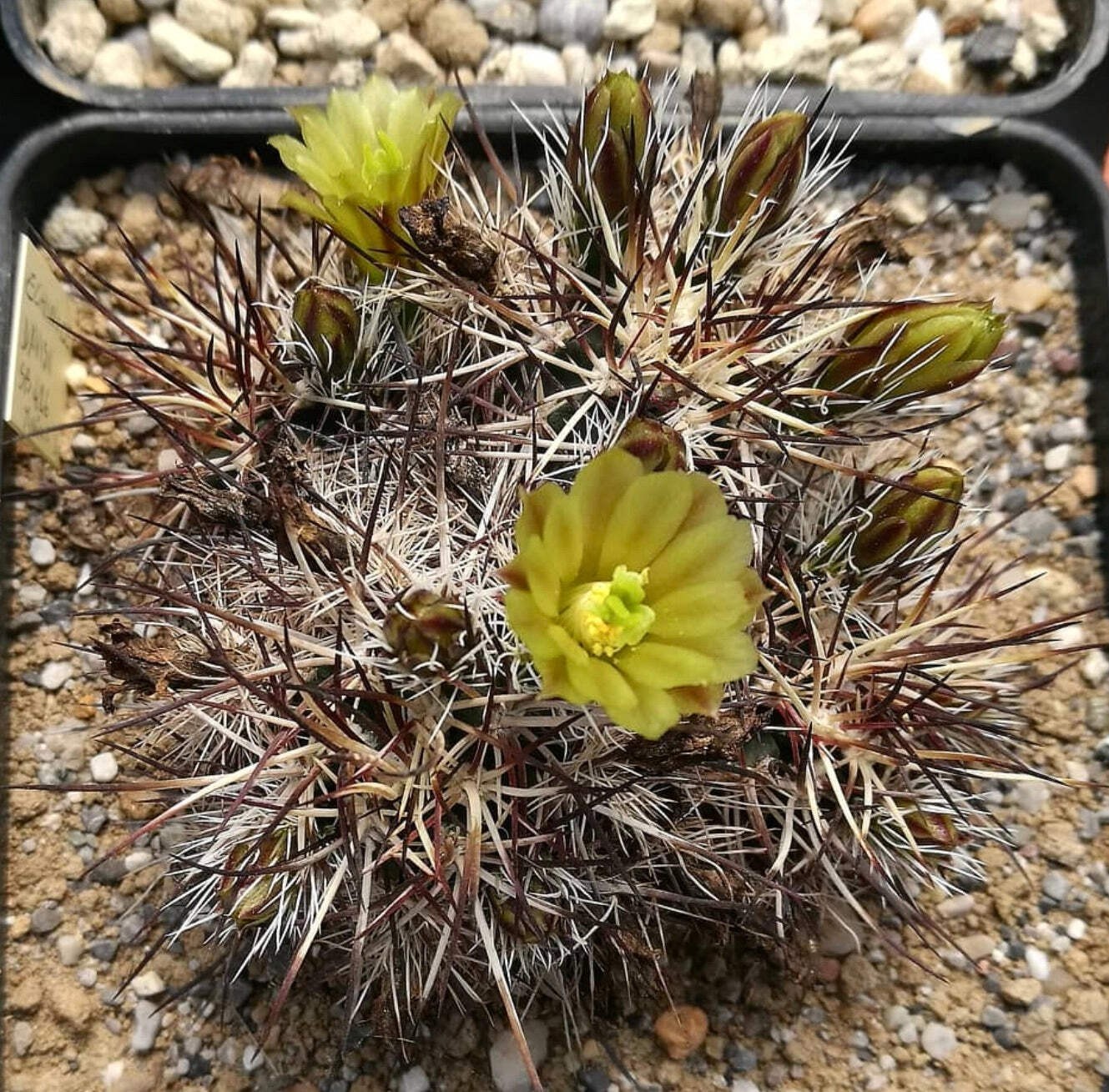 Echinocereus davisi – Strawberry hedgehog cactus | Davis’ hedgehog cactus