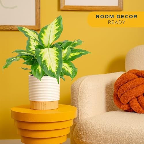 Dumb Cane Live Plant in 1 Foot Tall Indoor Garden Plant Pot Dieffenbachia