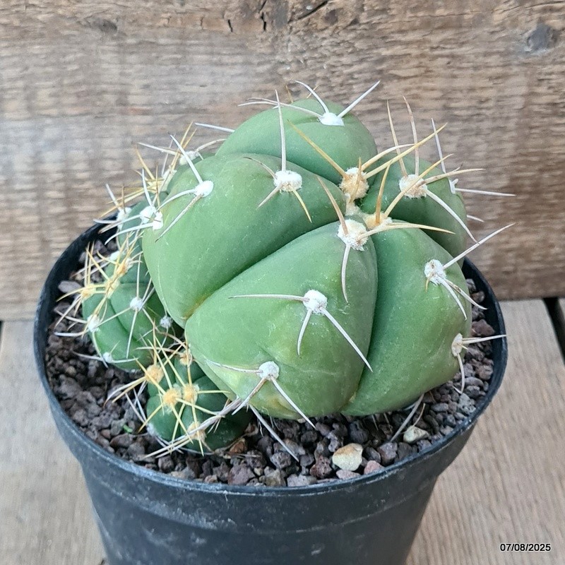 D5745 GYMNOCALYCIUM HORSTII pot14-H11-W14 cm MaMa Cactus