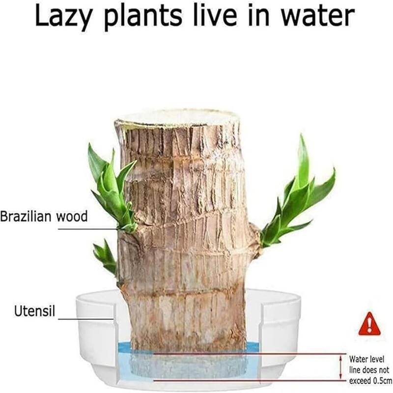 A Set of Green Plant Brazilian Wood Water Raise Lucky Wood Potted Tree Indoor US