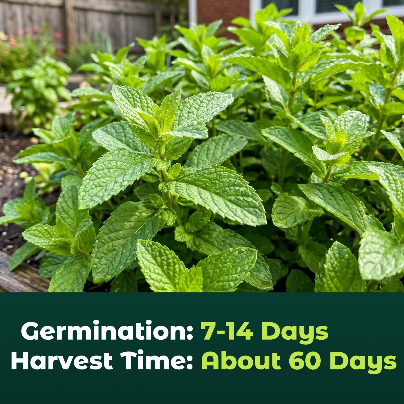 3000 Peppermint Seeds for Planting Indoors & Outdoors –