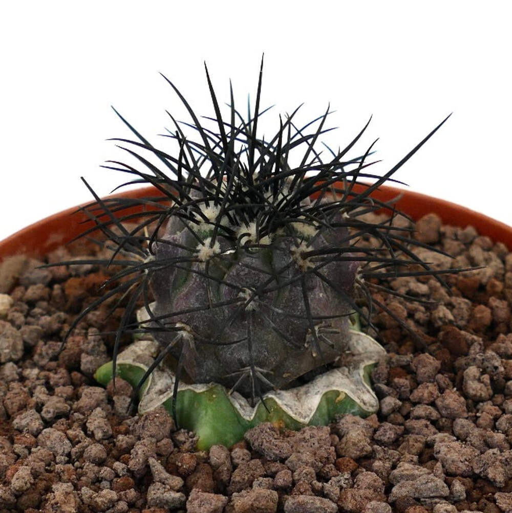 Copiapoa griseoviolace VERY STRONG SPINES GRAFTED – Gray Copiapoa | Purple Copia