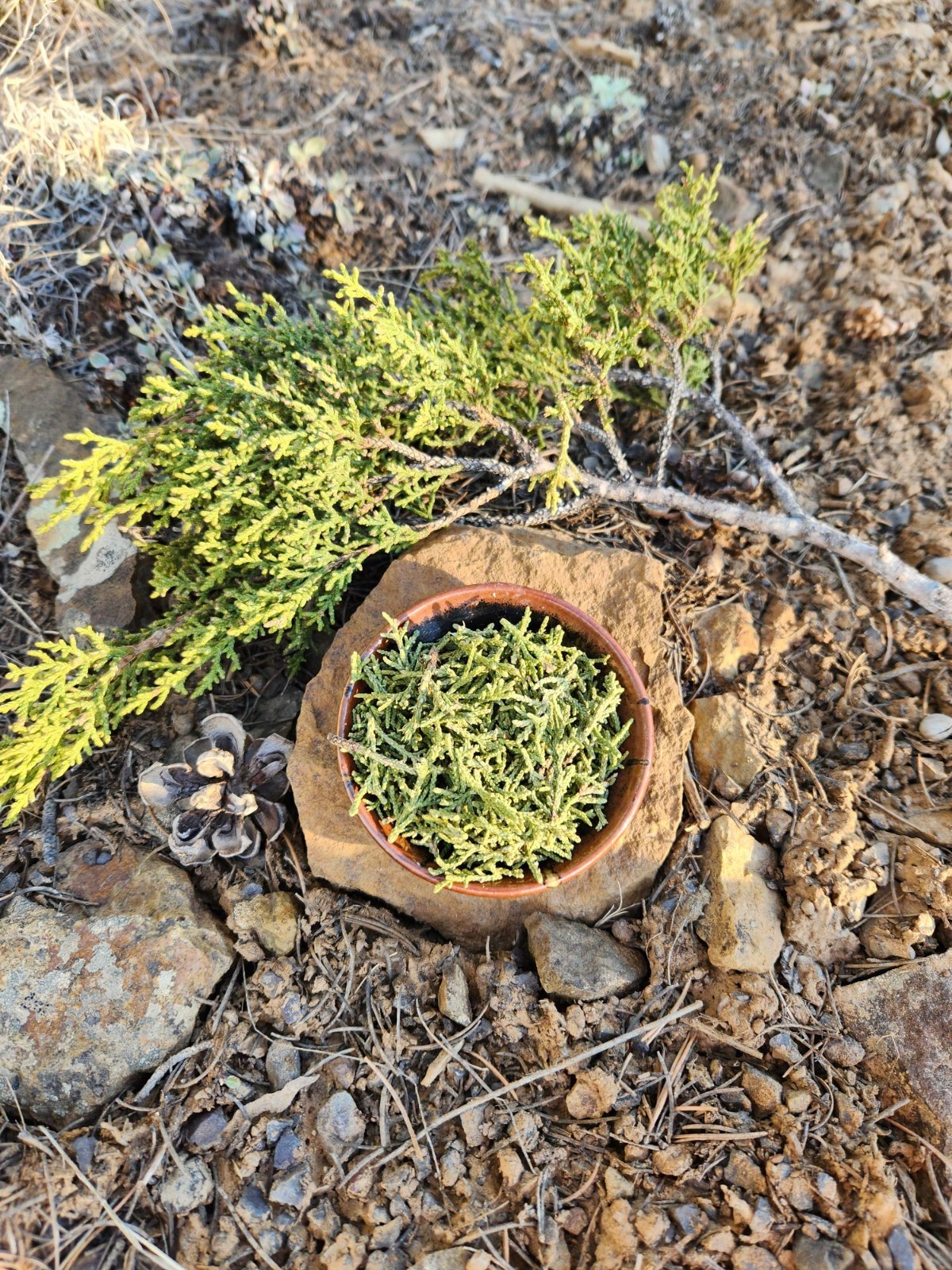 Dried or Fresh Juniper Leaf Twig Branch Herb Craft Incense