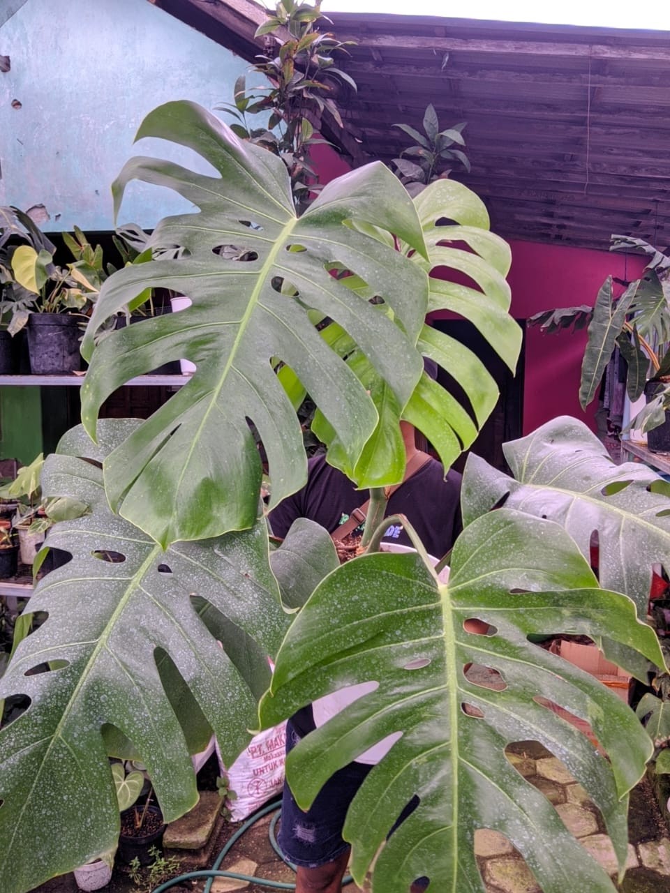 Monstera Brazillian Commonform Very Green Beauty Real Picture Super Big Size