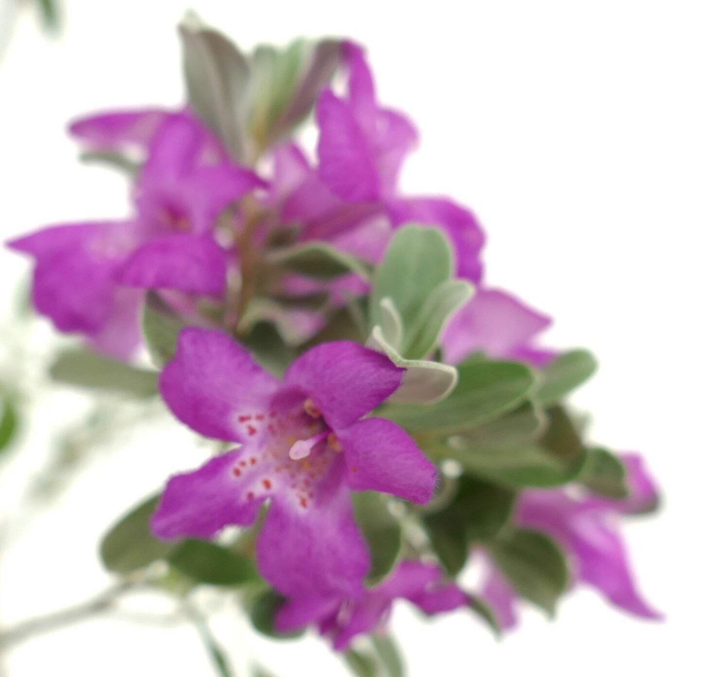 Leucophyllum frutescens 30-50cm | Texas sage | Cenizo – Texas sage | Cenizo