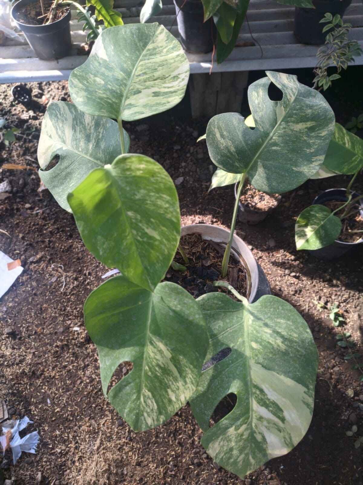 Real Pick Monstera Marmorata Variegated Lush leaves