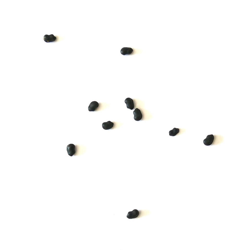 Ferocactus wislizeni SEEDS – Rare Cactus SEEDS