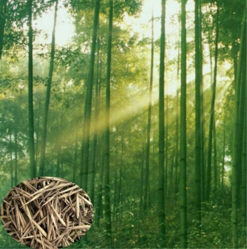 Giant Bamboo Seeds Perennial evergreen Grows Edible Bamboo shoots 100Pcs