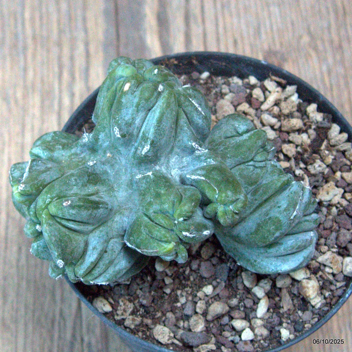 D6888 MYRTILLOCACTUS GEOMETRIZANS CRESTED pot10-H7-W9 cm MaMa Cactus