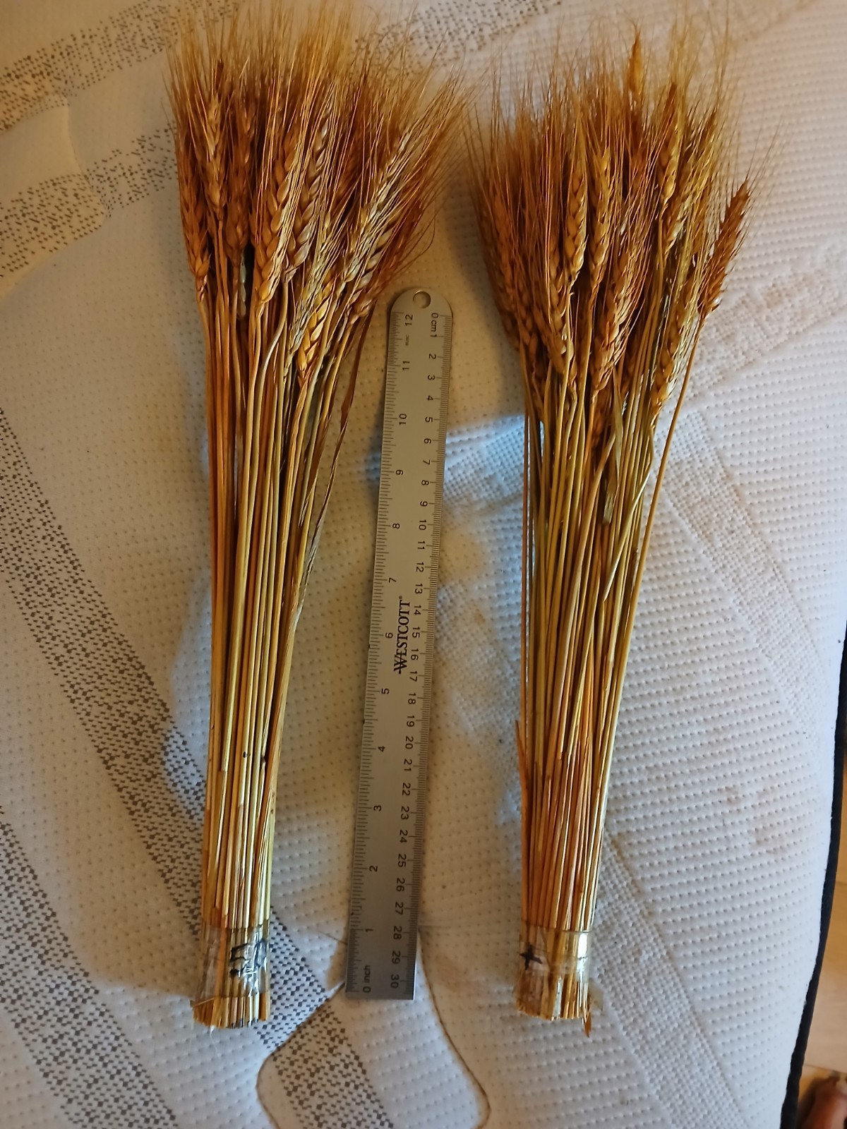 120 Stems 16 Inch Dried Wheat Sheaves, Natural Wheat Stalks Bundle Fall Arran…