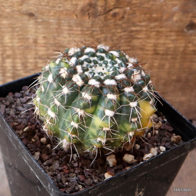 D5297 NOTOCACTUS UEBELMANNIANUS VARIEGATED pot12-H7-W9 cm MaMa Cactus
