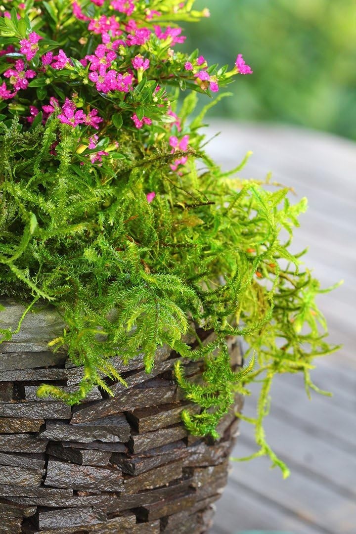 Vibrant Forest Moss, Ideal for Decor, 8oz