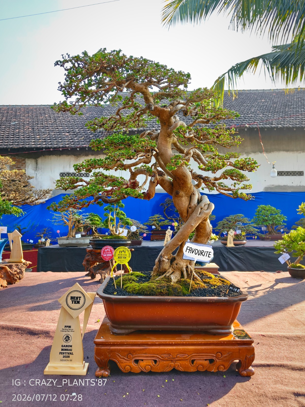 Premna Microphylla Bonsai Tree – Large – Extreme Trunk – Exhibition Tree ✅