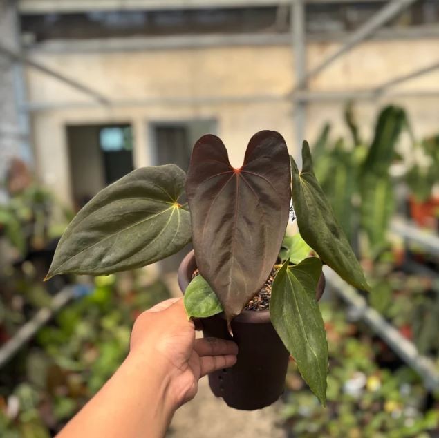 Anthurium Blood of Blue Real Pict Rare Anthurium