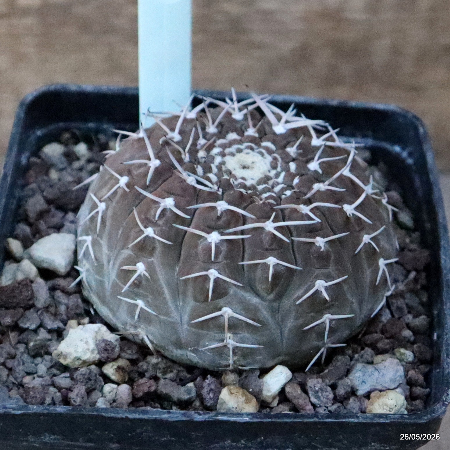 D5689 GYMNOCALYCIUM STELLATUM pot10-H5-W7,5 cm MaMa Cactus