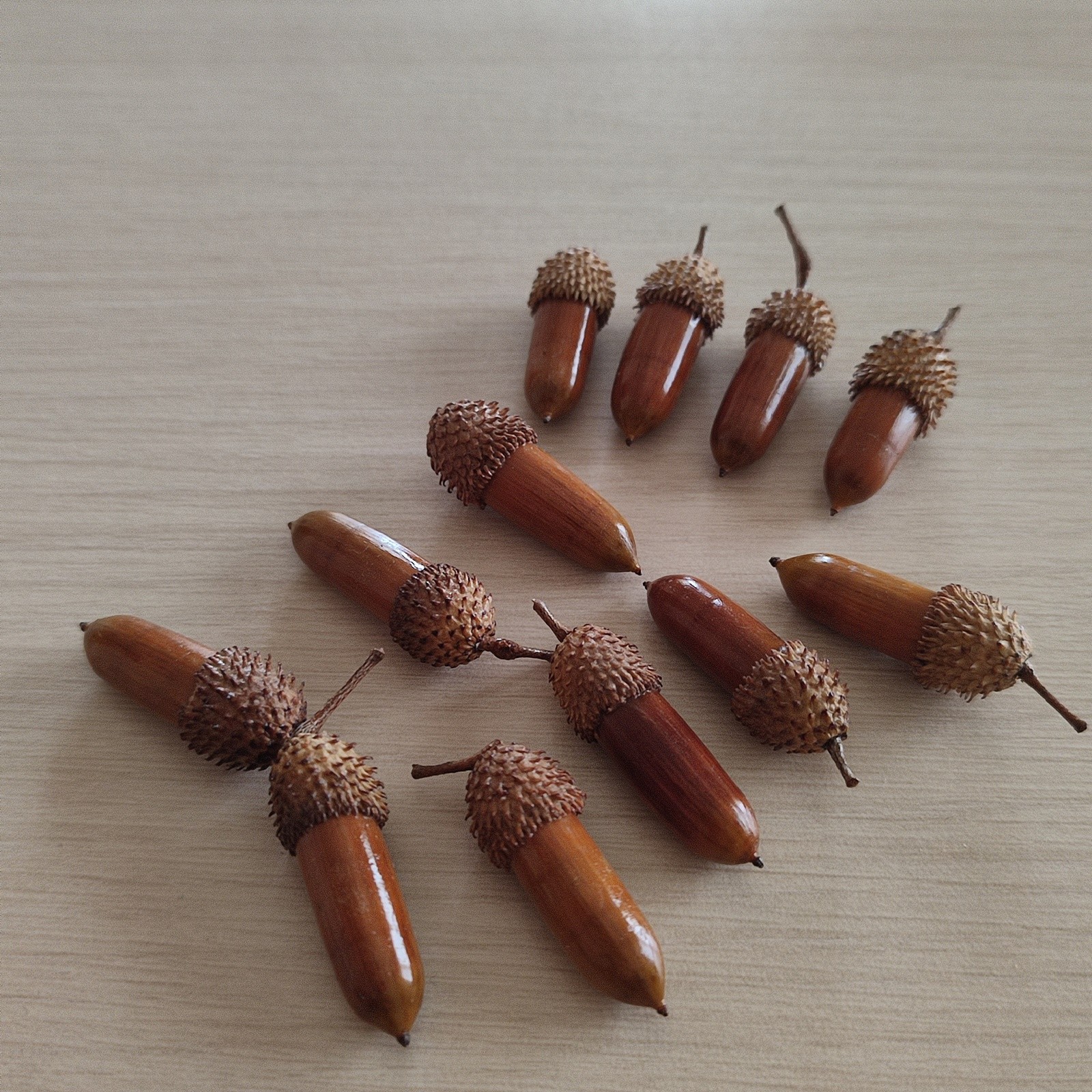 50 Pcs Hand Polished Real Dried Long And Thin Acorns | Natural Baked Acorns