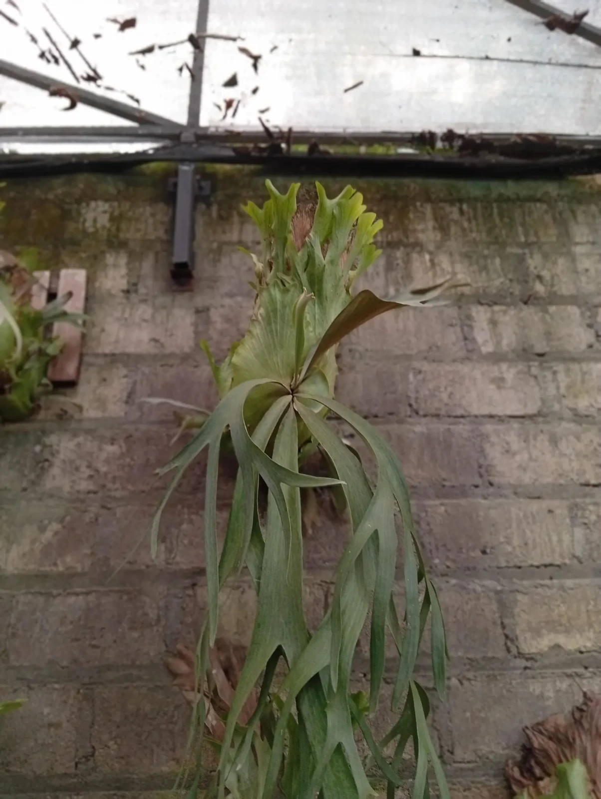 Real Picture Platycerium Willincki Big Size Rare Plant