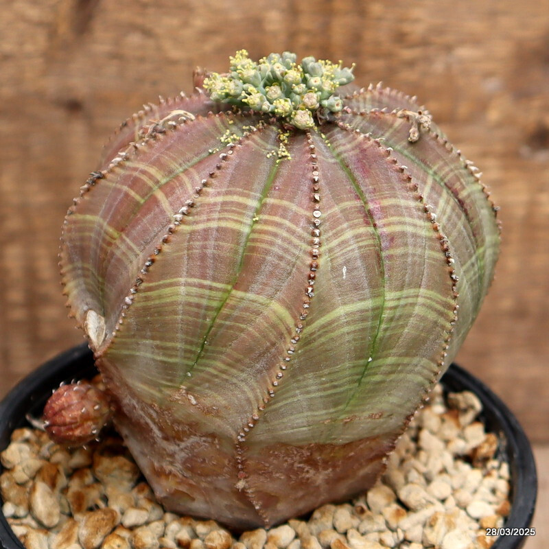 D2897 EUPHORBIA OBESA ARROW OLD pot12-H11-W11 cm MaMa Cactus