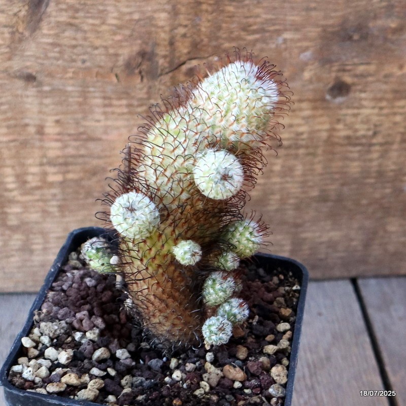 D5400 MAMMILLARIA PEREZDELAROSAE pot10-H12-W7 cm MaMa Cactus