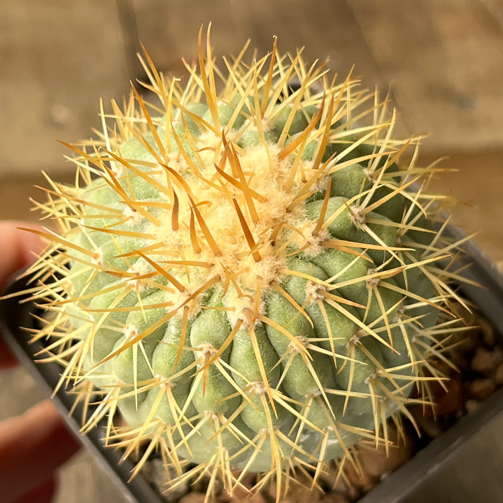 A13-550 Copiapoa columna-alba JN1681, Esmeralda, Pan de Azucar, 69m, grafted