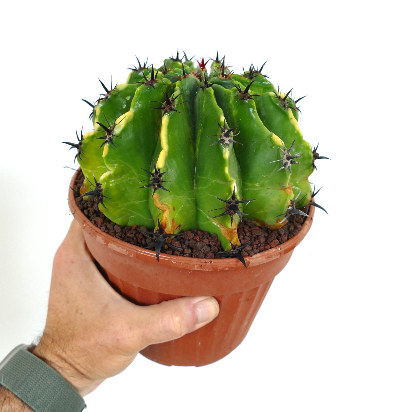 Ferocactus horridus var. brevispinus VARIEGATED BK9 –