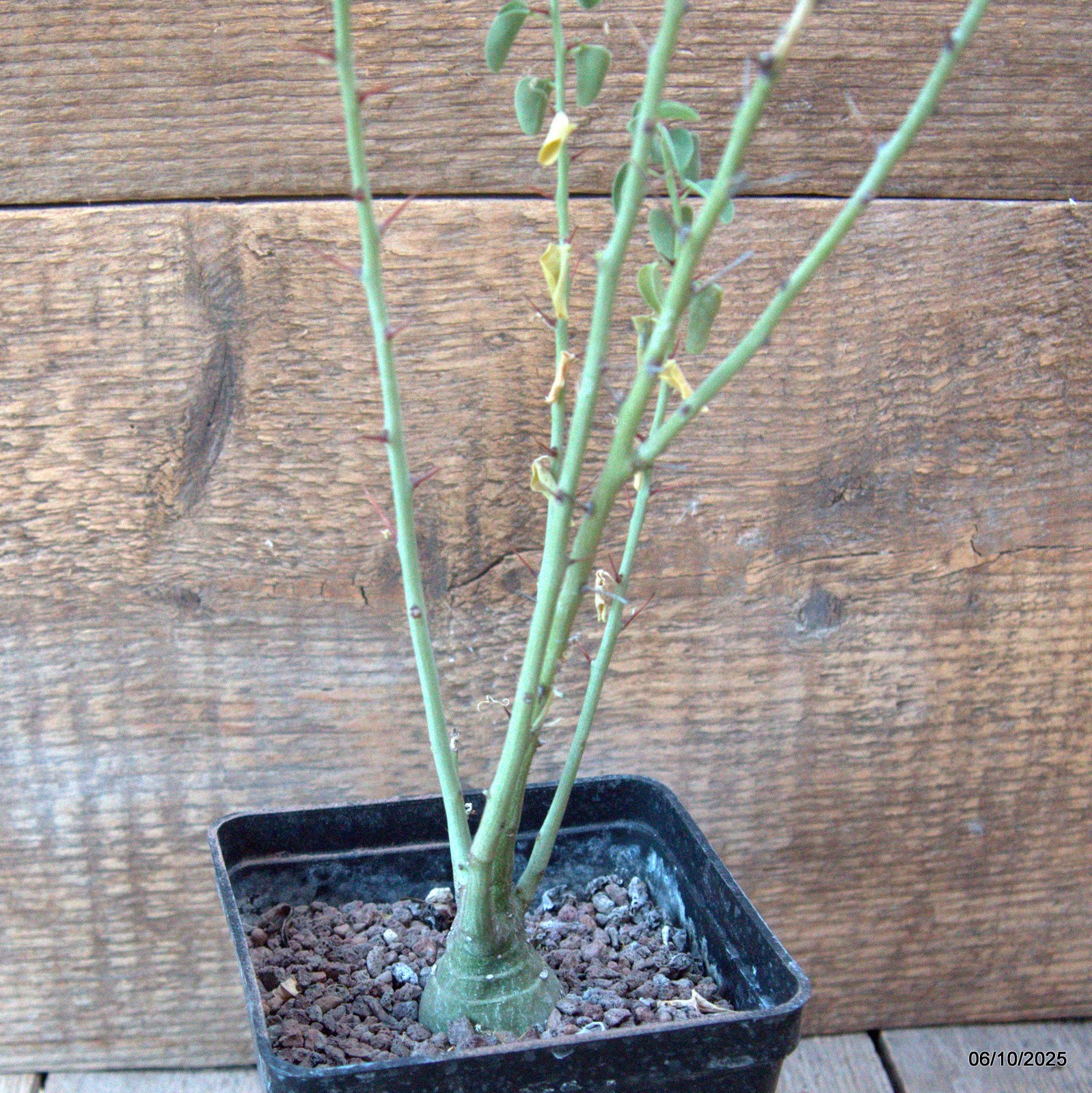 D6910 ADENIA SPINOSA pot10-H36-W5 cm MaMa Cactus