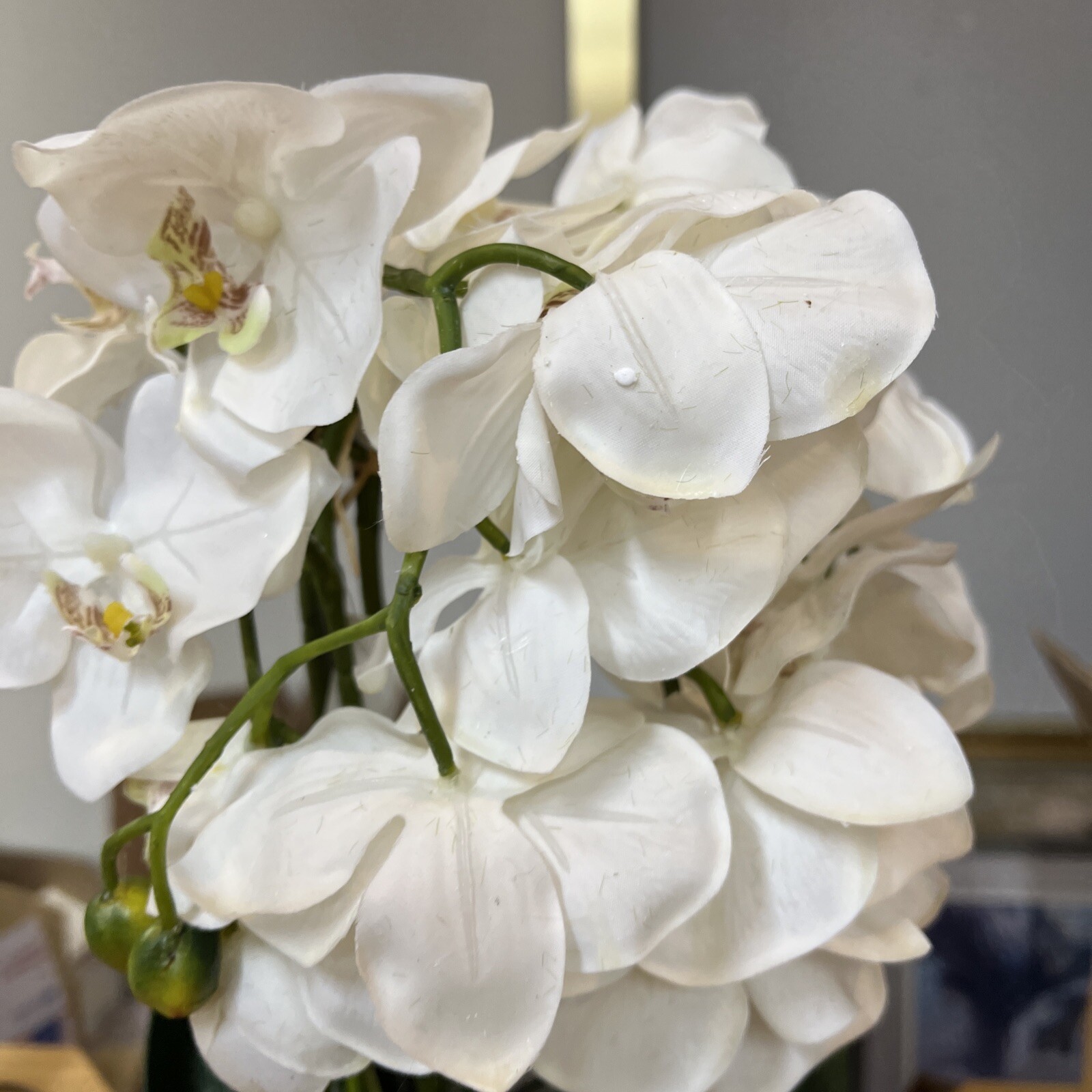 22″ Orchid Green White In Ceramic Pot Planter Valerie Parr Hill