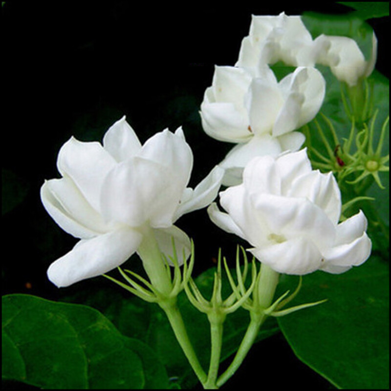 20 Jasmine seeds Fast Growing Non-GMO Fragrant Flower Garden Home