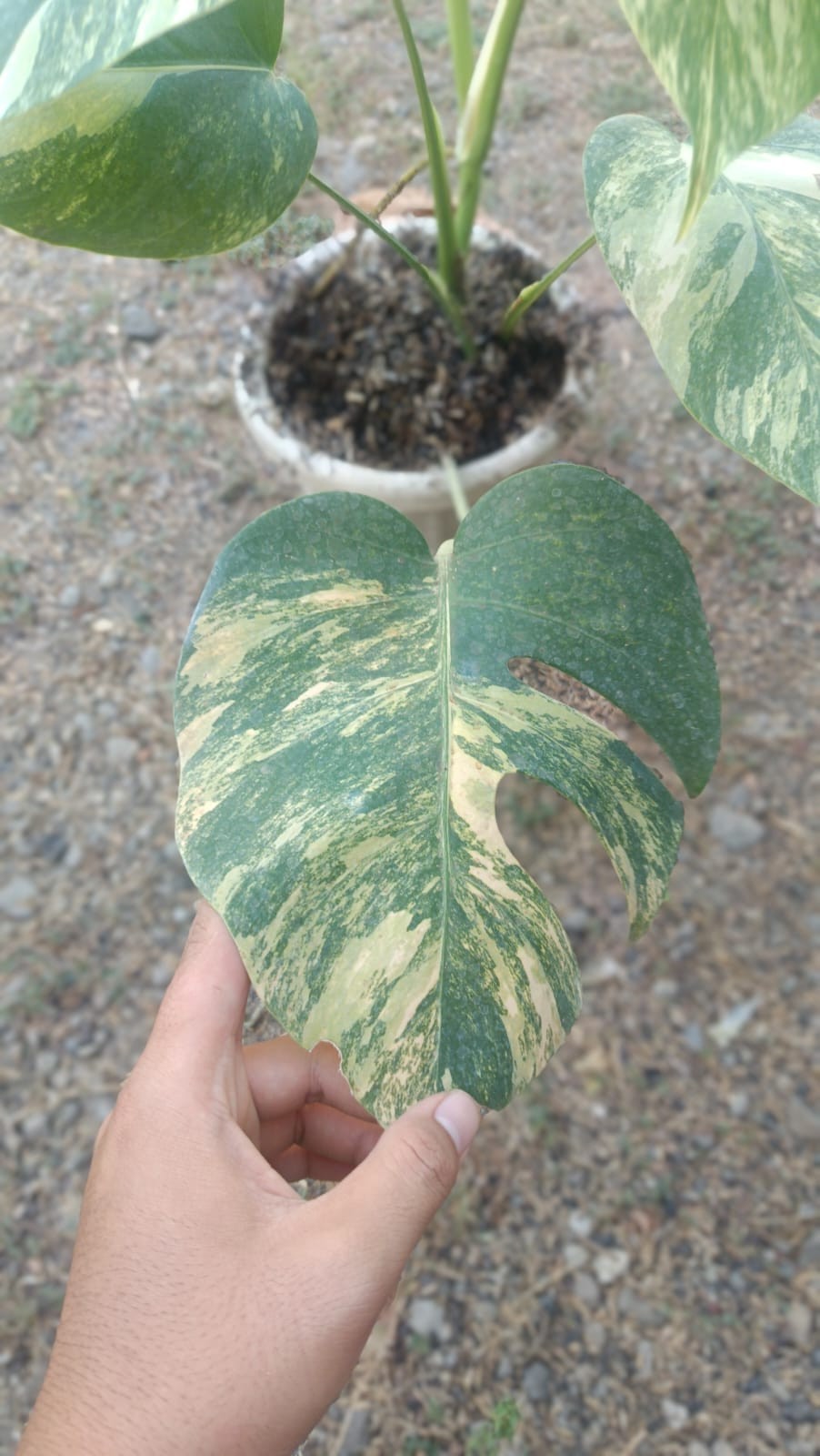 Real Picture Monstera Marmorata Tricolor Variegated 6 Leaves Medium Size