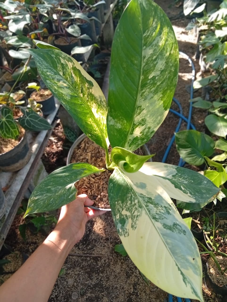 Real Picture Dieffenbachia Big Ben Variegated Medium Size