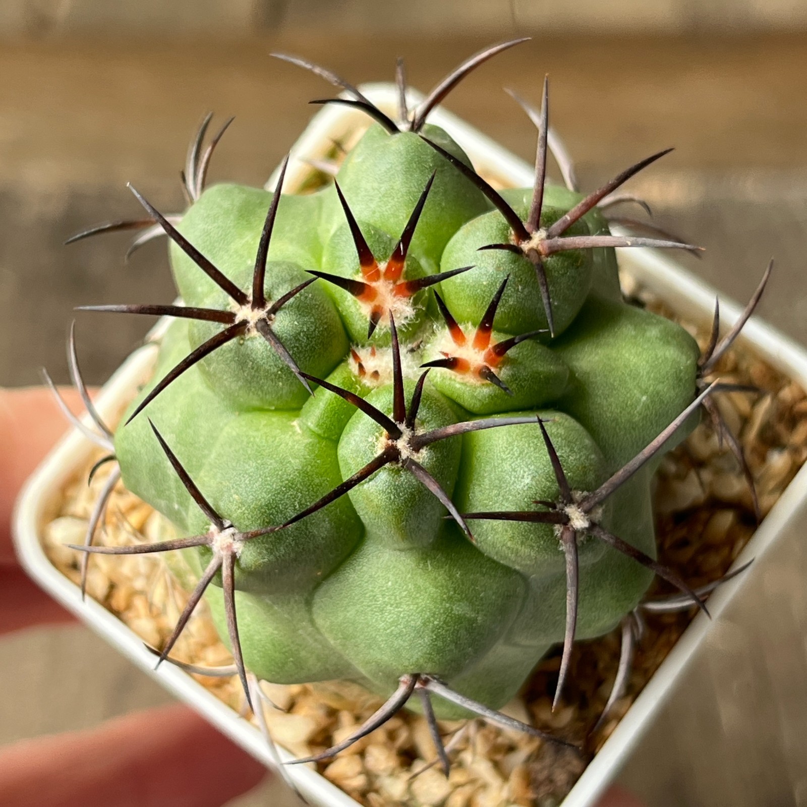 A13-1514 Copiapoa coquimbana RUS200, Villa Pulclaro, chile, own root