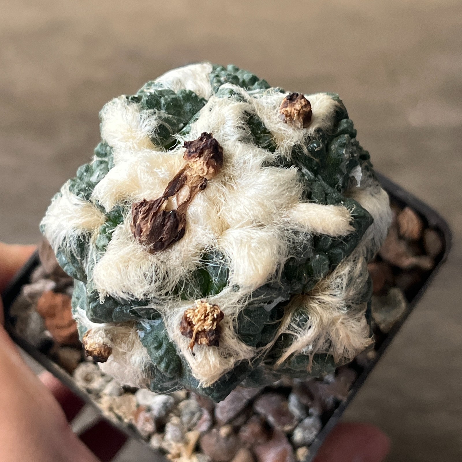 A52-1653 Cactus hybrid ‘GODZILLA’, grafted