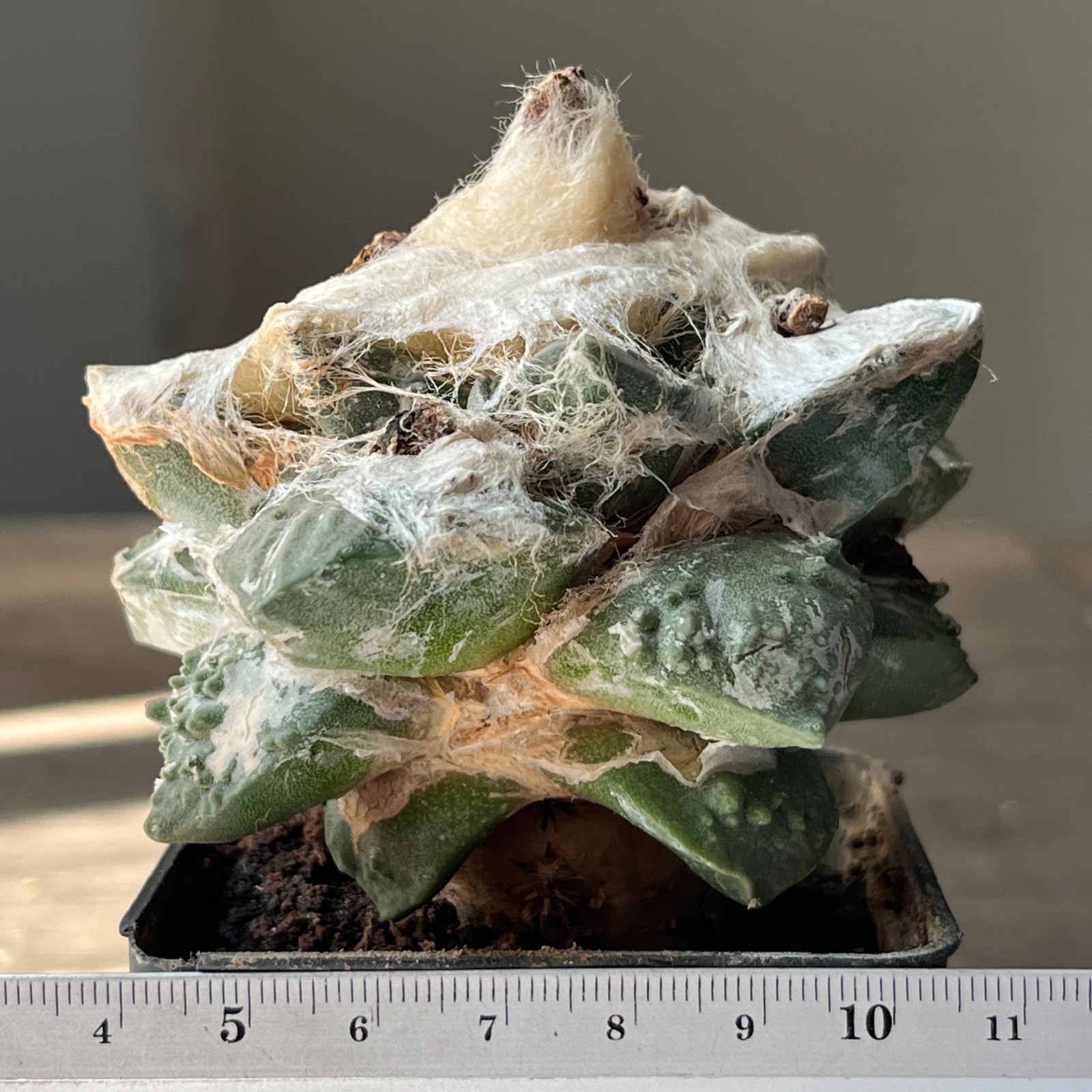 A53-718 Cactus multihybrid, grafted