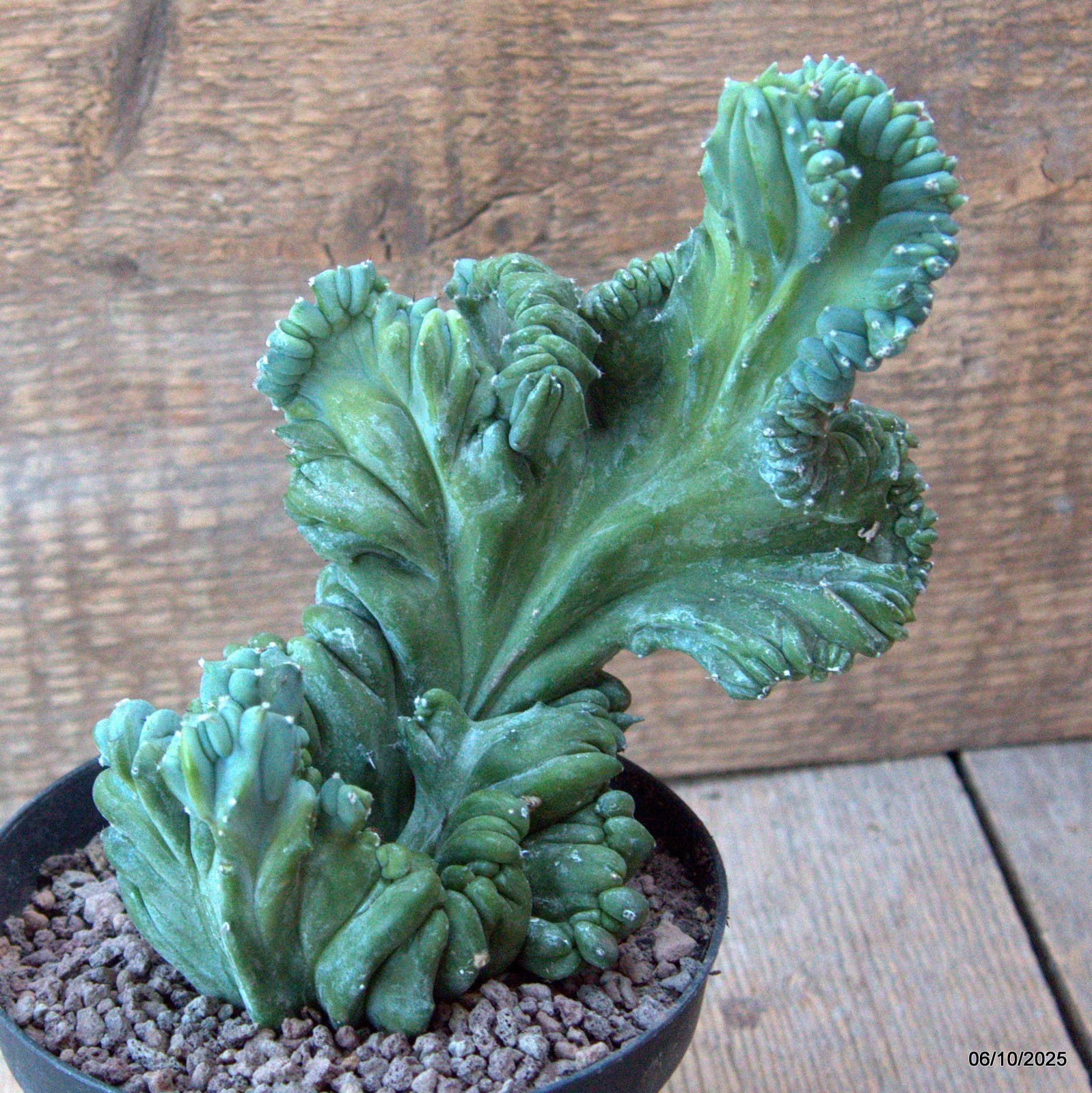 D6899 MYRTILLOCACTUS GEOMETRIZANS CRESTED pot12-H16-W15 cm MaMa Cactus