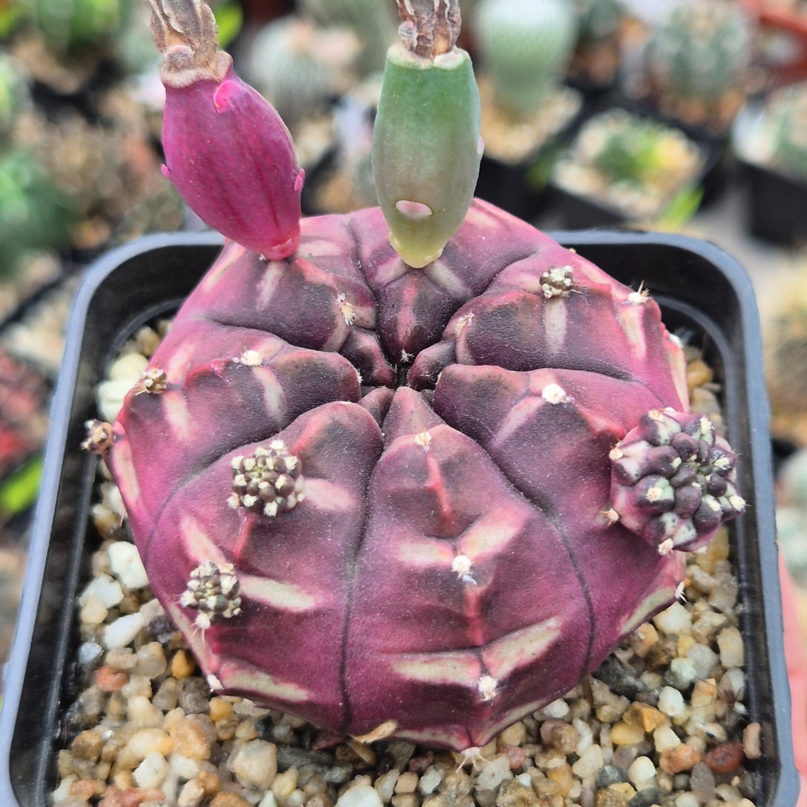 Gymnocalycium mihanovichii ‘Day Dream’ VVG3 20seeds harvest 2025