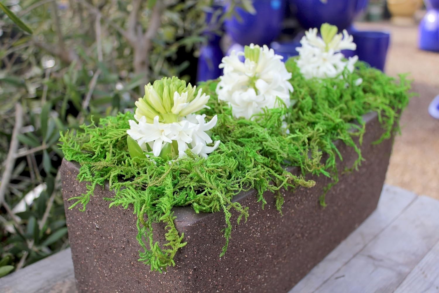 Long Lasting Moss for Home & Garden