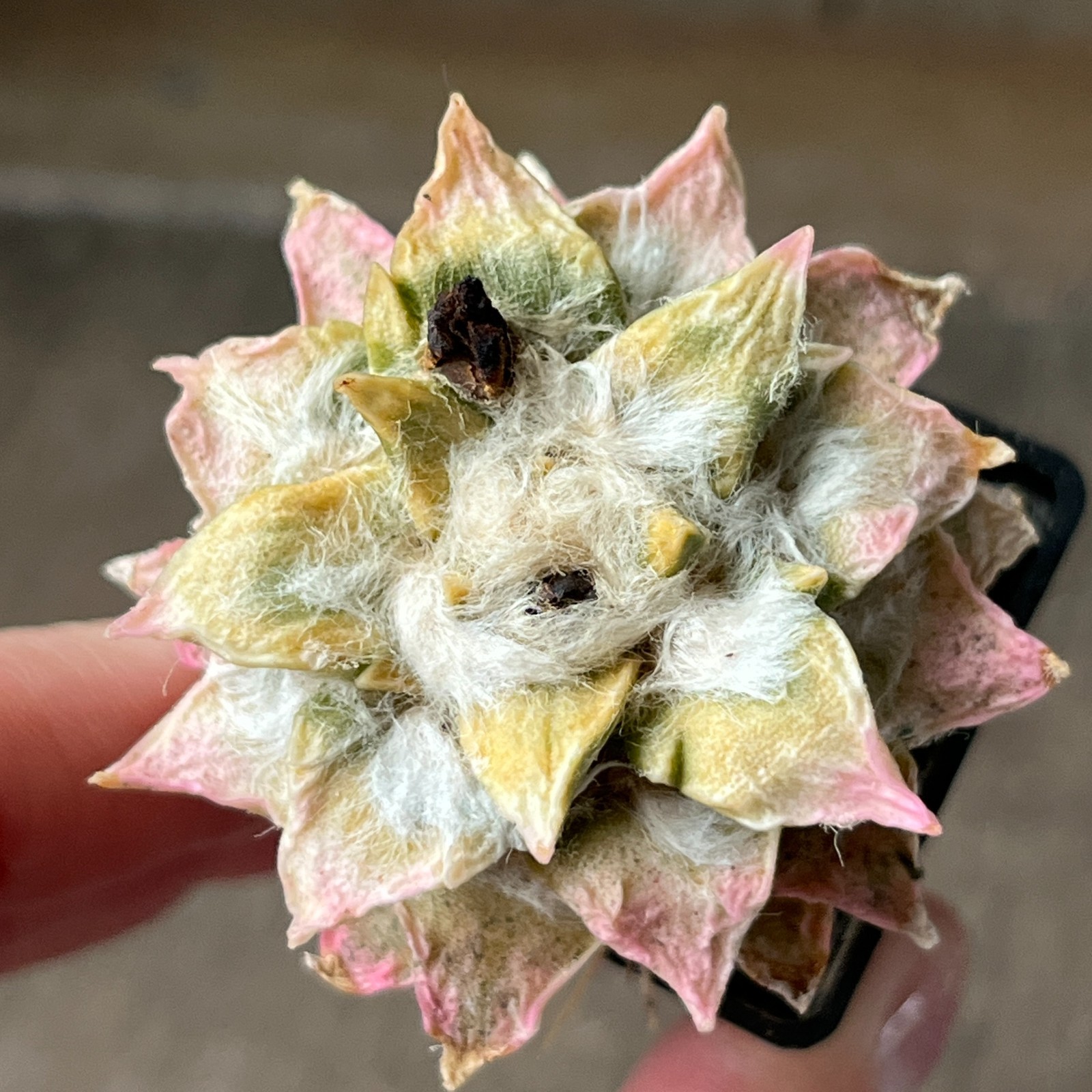 A17-1617 Cactus hybr (ag x kotsch), F2 f. variegata, grafted