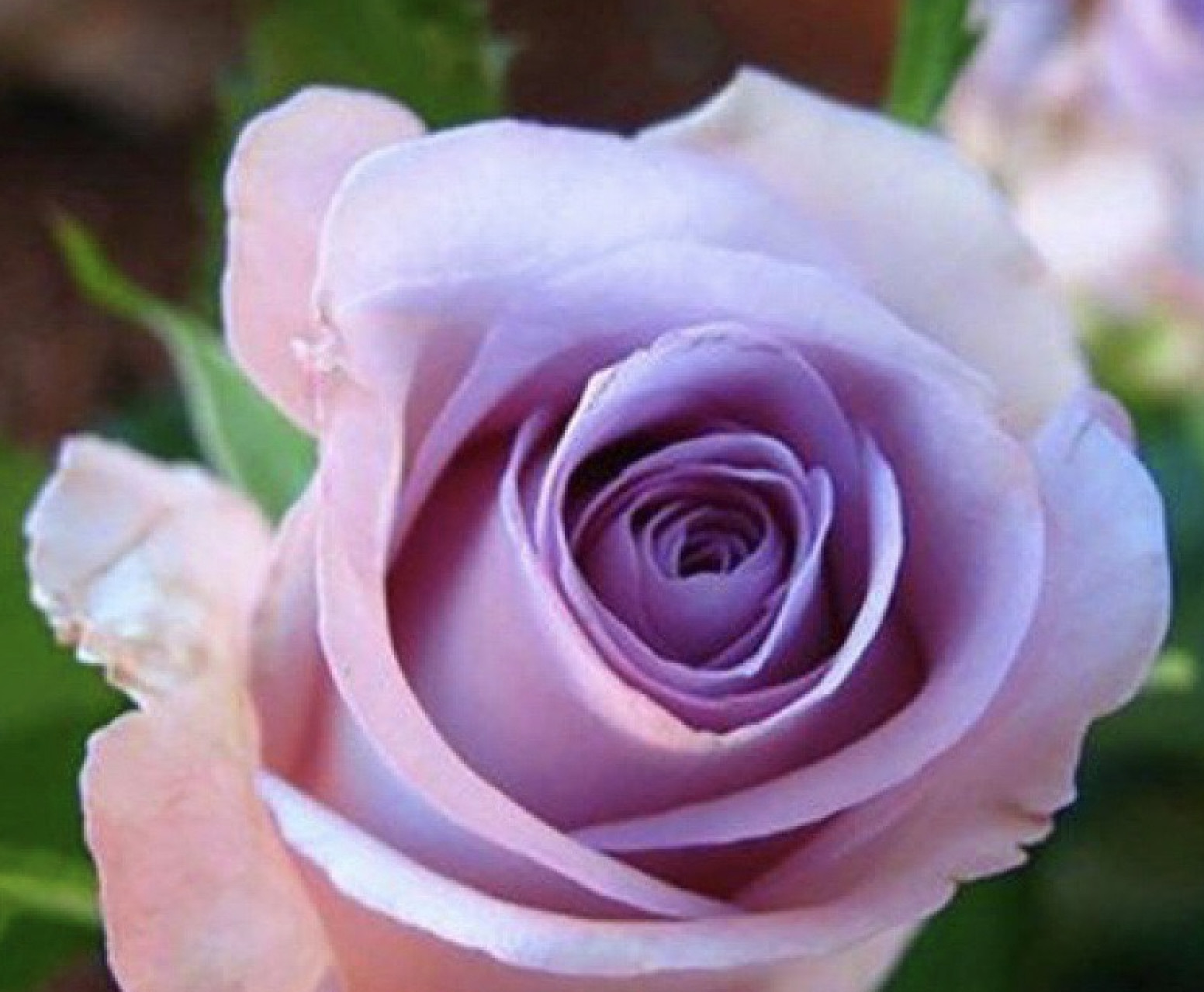 (10) CLASSIC ROSE SEEDS perennial flower garden plant bush tea USA SELLER TRACK