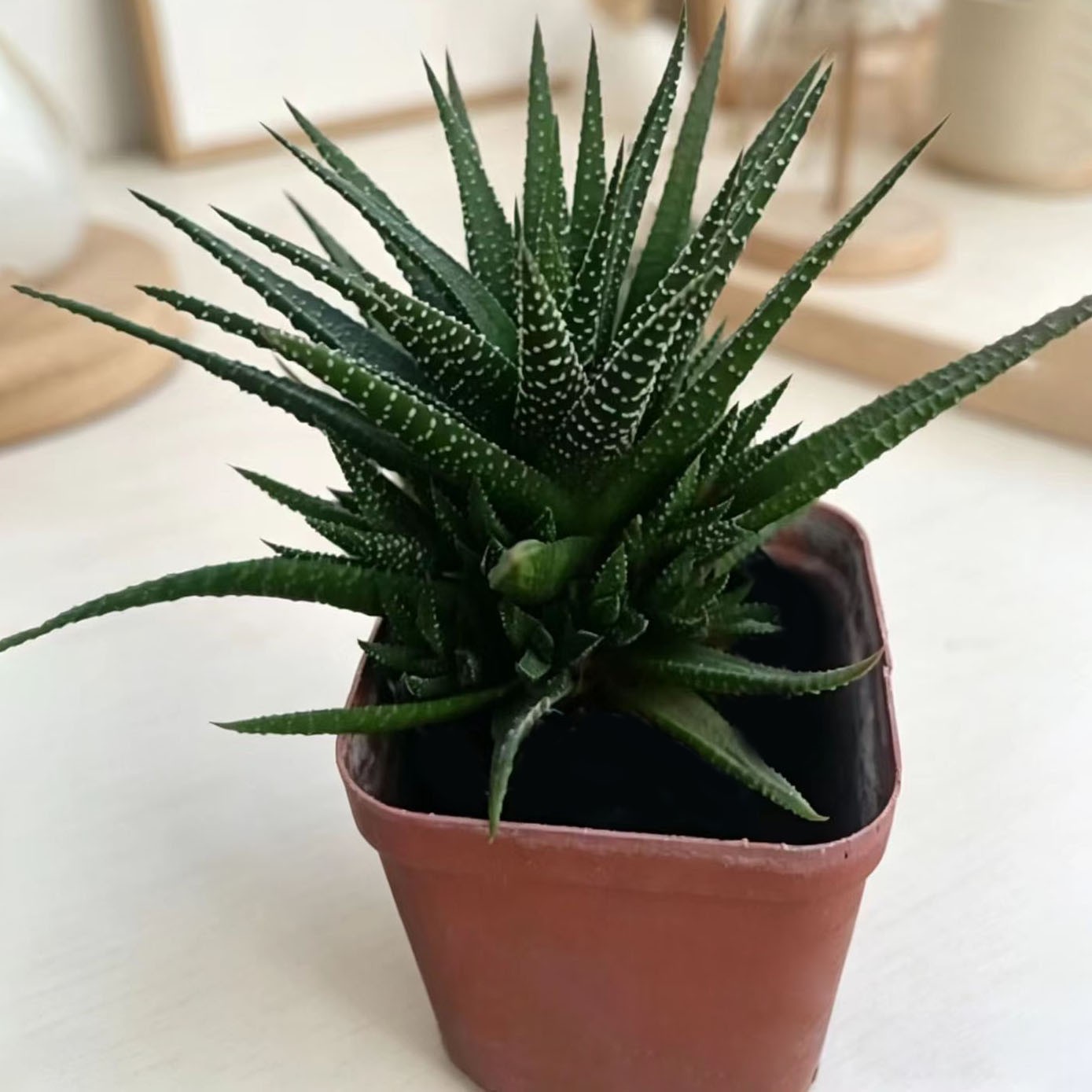 Zebra Plant Succulent – Haworthiopsis fasciata, Live Indoor Plant