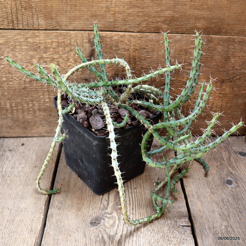 D4519 EUPHORBIA SP. pot14-H30-W36 cm MaMa Cactus
