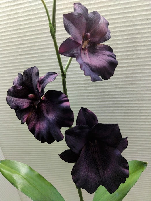 ARTIFICIAL miltoniopsis orchid plant