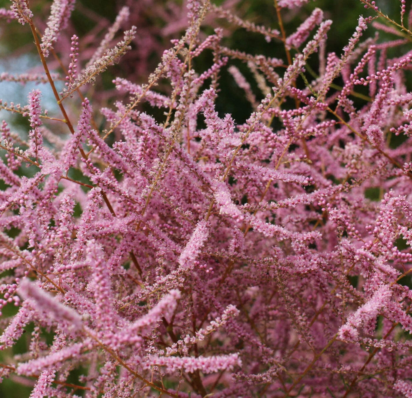 Tamarix gallica – French tamarisk | French salt cedar