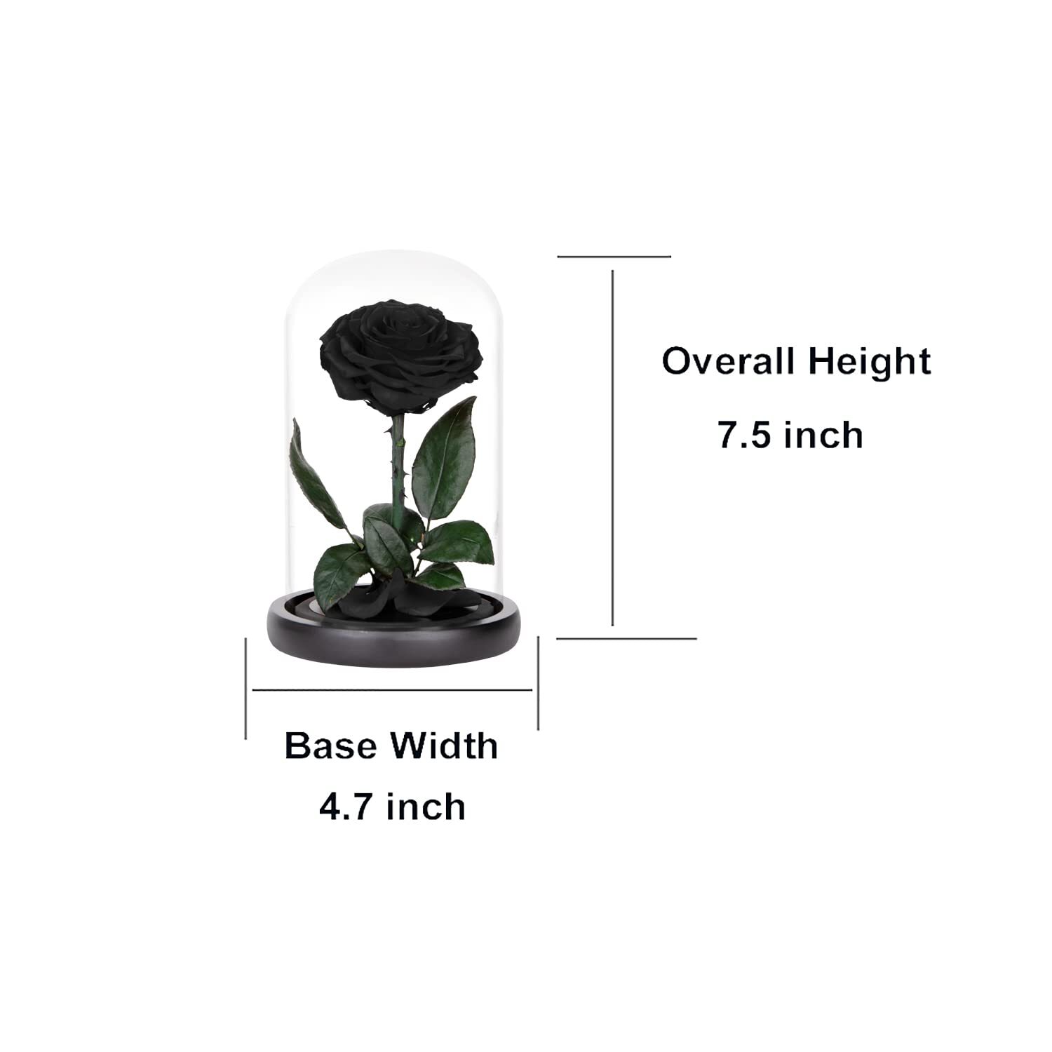 Preserved Roses Black Roses in Glass Dome, Medium, Real Rose That Last 2 to 3…