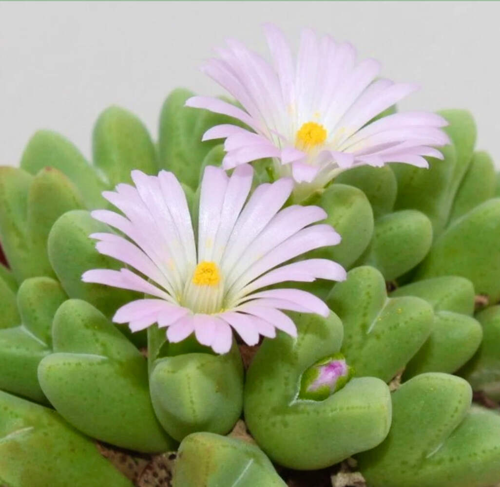 Conophytum blandum – Living stones | Cone plant