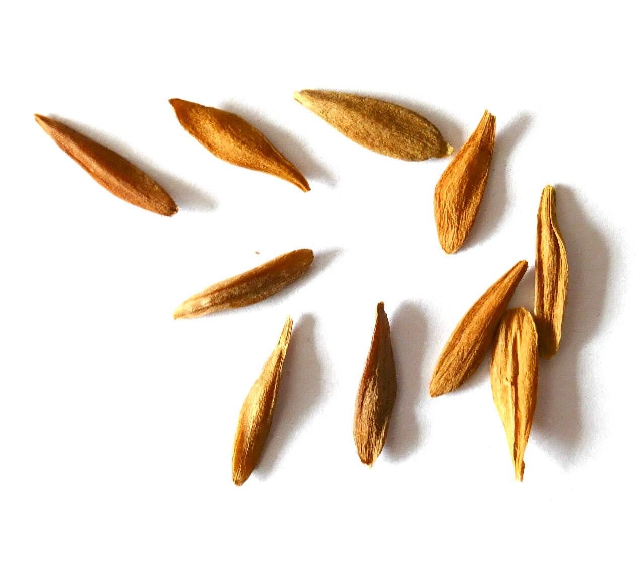 Strophtanthus gratus SEEDS – Climbing oleander | Rose allamanda